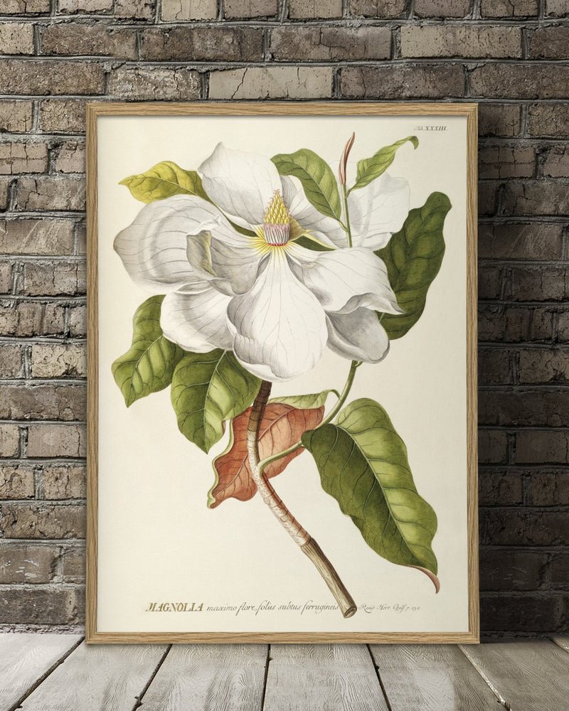 White Magnolia Art Print - BFG 50x70 3713 - Uneeka