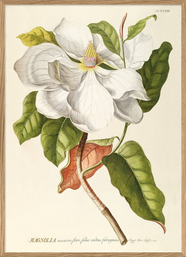 White Magnolia Art Print - OFG 50x70 3713 - Uneeka