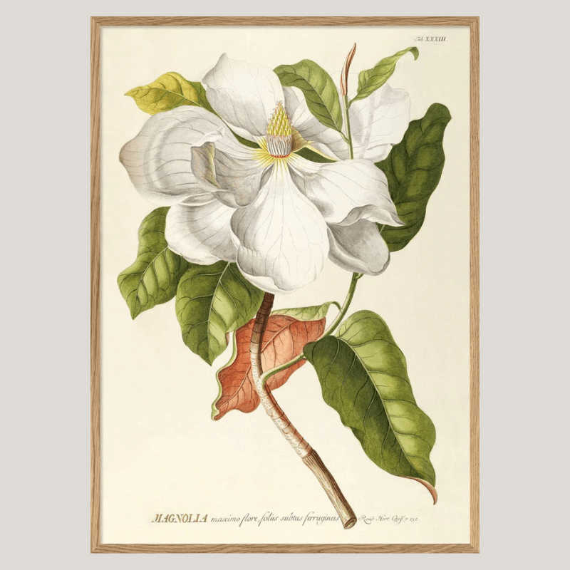 White Magnolia Framed Art Print - OFG 50x70 3713 - Uneeka