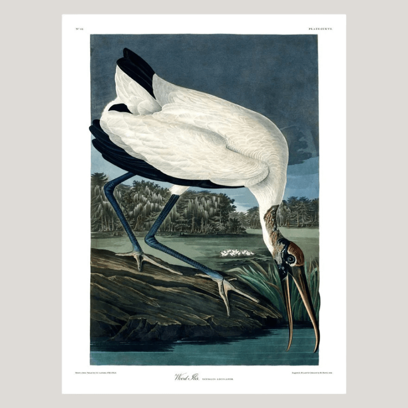 Wood Ibis Framed Art Print - 50x70 6516 - Uneeka
