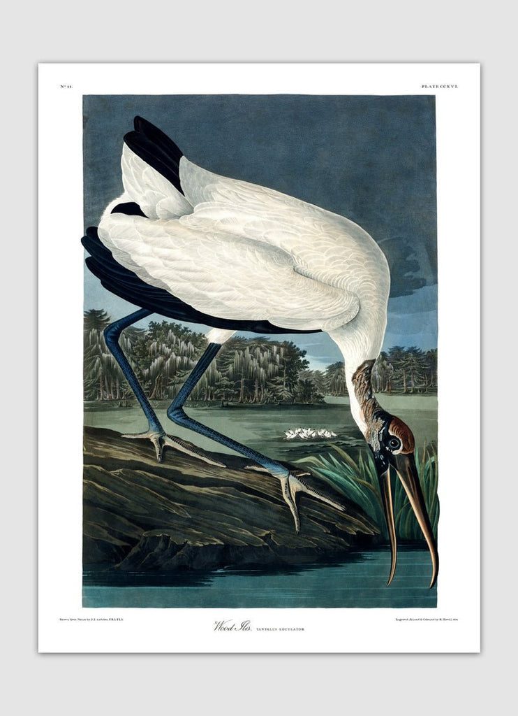 Wood Ibis Framed Art Print - 50x70 6516 - Uneeka