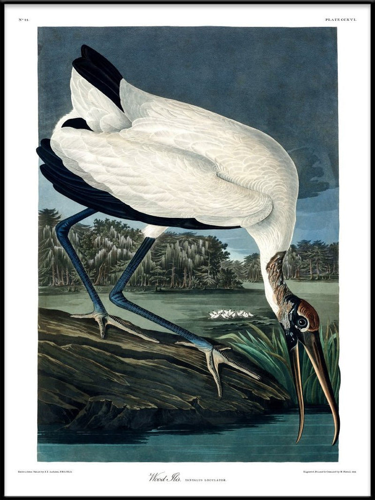 Wood Ibis Framed Art Print - BFG 50x70 6516 - Uneeka