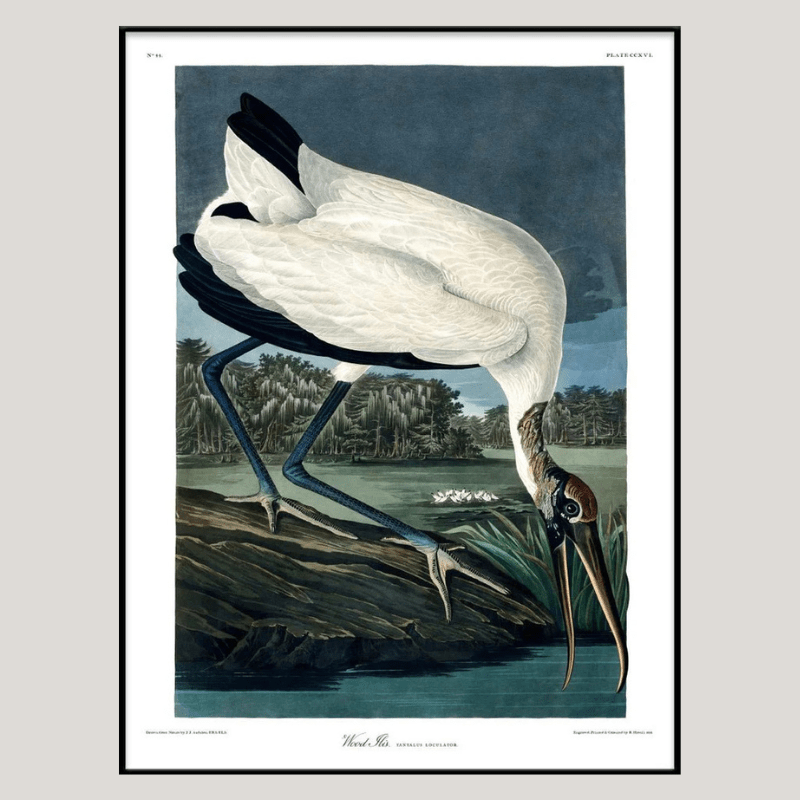 Wood Ibis Framed Art Print - BFG 50x70 6516 - Uneeka