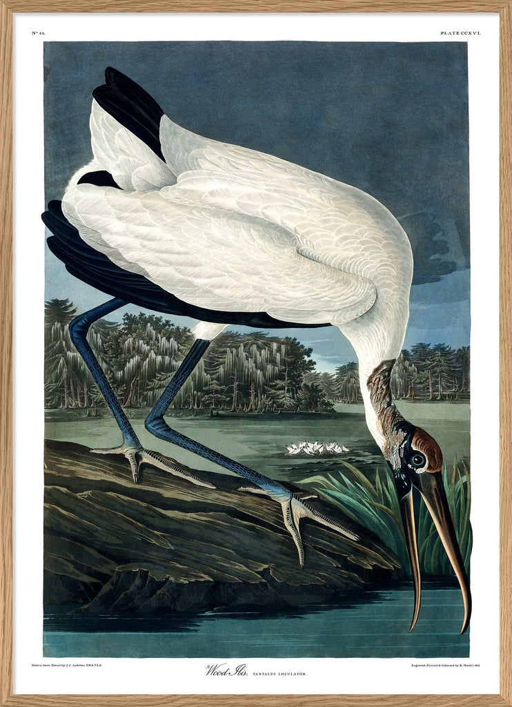 Wood Ibis Framed Art Print - OFG 50x70 6516 - Uneeka