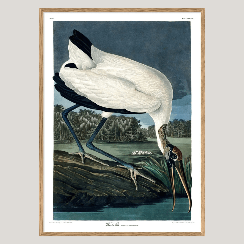 Wood Ibis Framed Art Print - OFG 50x70 6516 - Uneeka