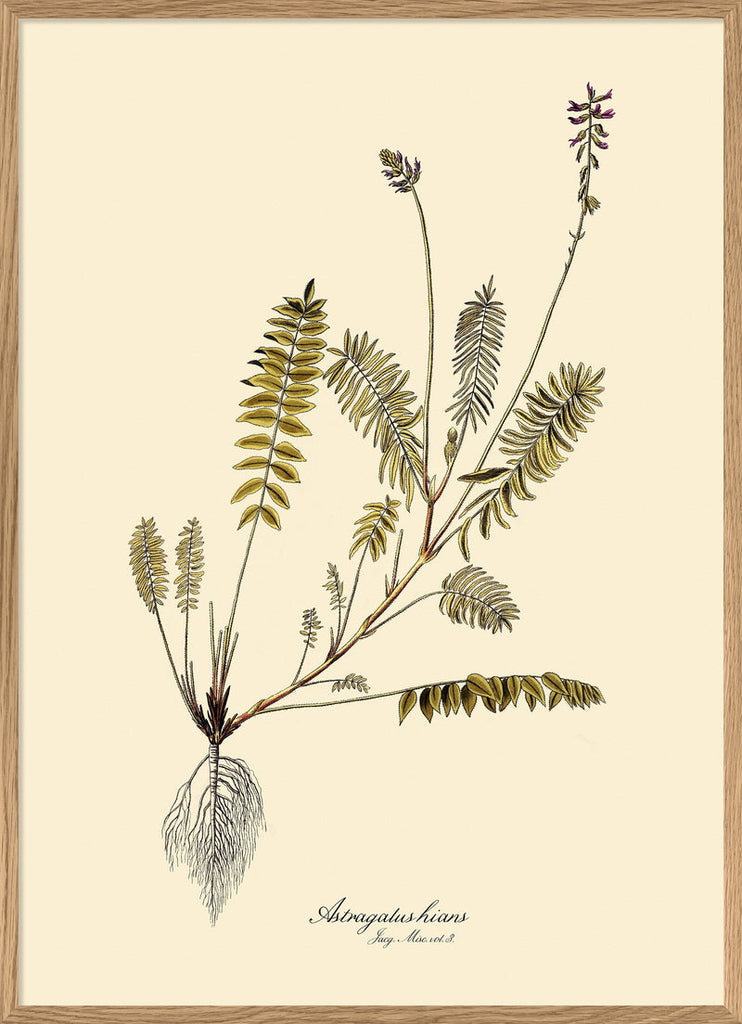 Astragalus Hians Fern Print in Oak Frame