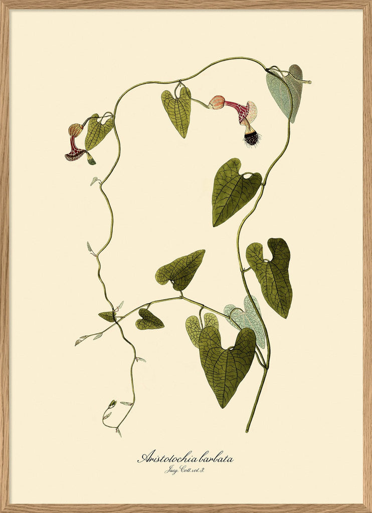Aristolochia Babata Vine Print in Oak Frame