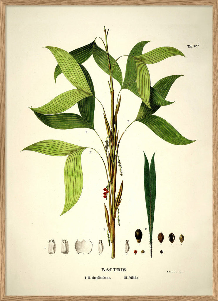 Bactris Botanical Art Print in Oak Frame