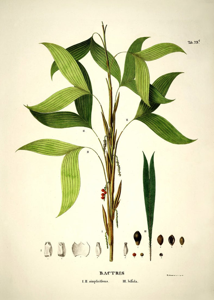 Bactris Botanical Art Print