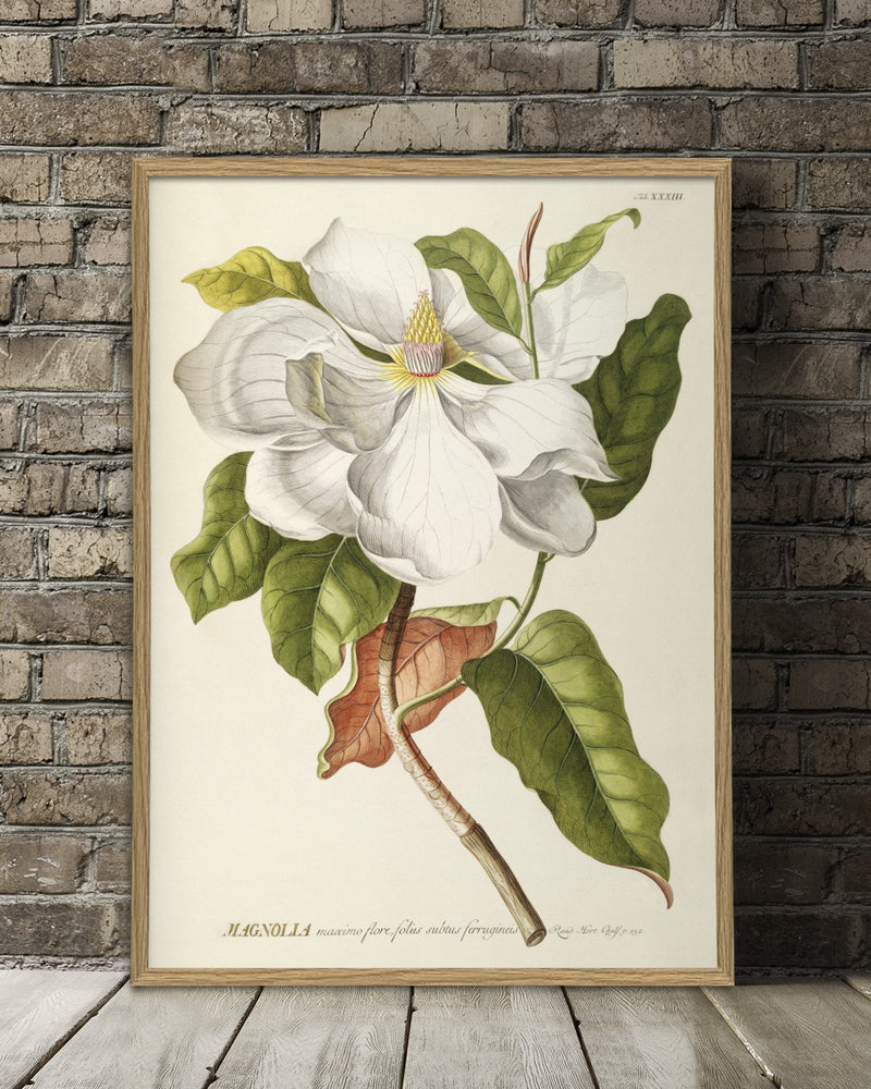 Magnolia Art Print in Oak Frame