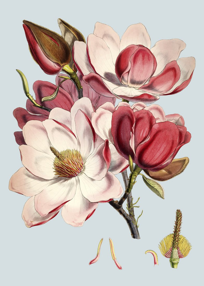 Blooming Pink Flower Print