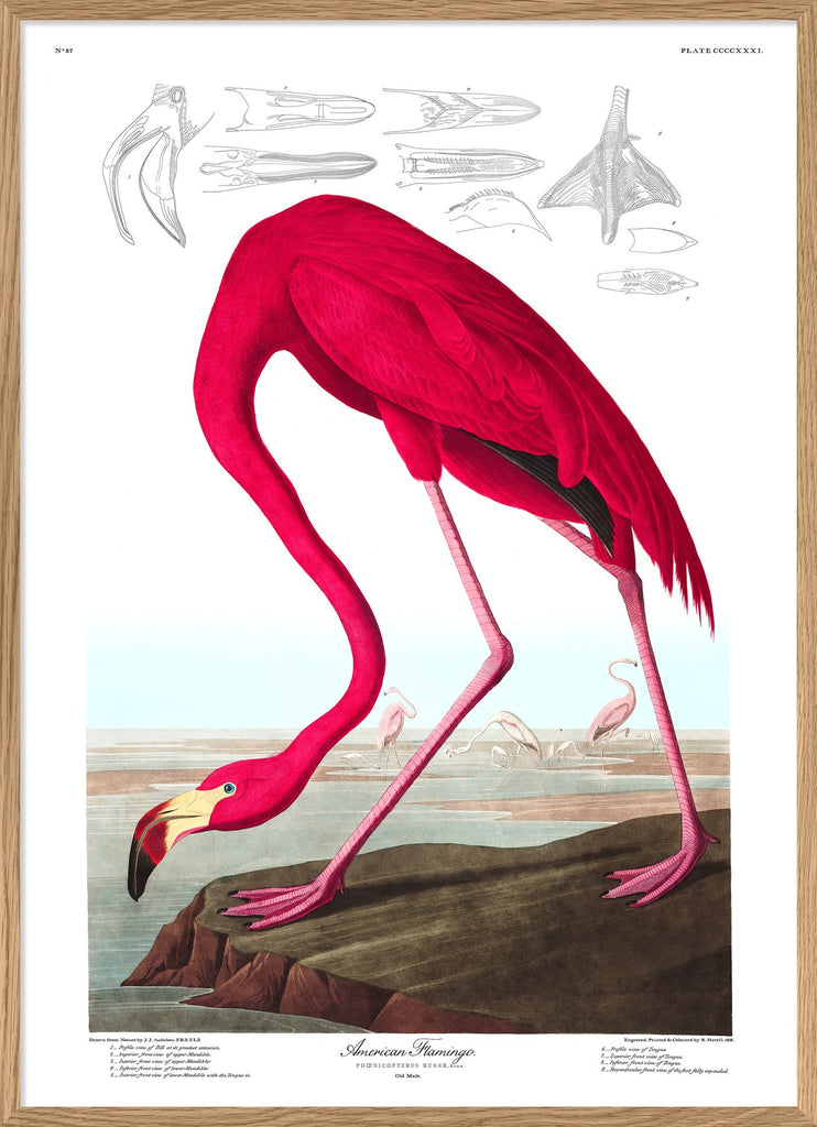 American Flamingo Framed Print in Oak Frame