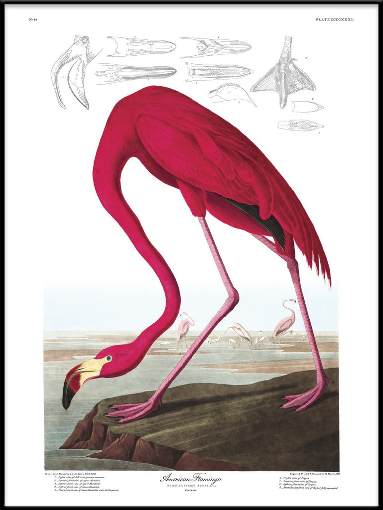 American Flamingo Framed Print in Black Alu Frame