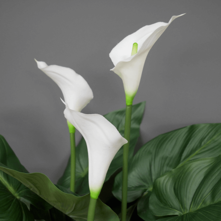 Artificial White Lily in Black Pot