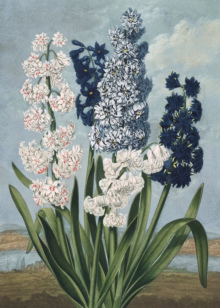 White And Blue Hyacinths Print