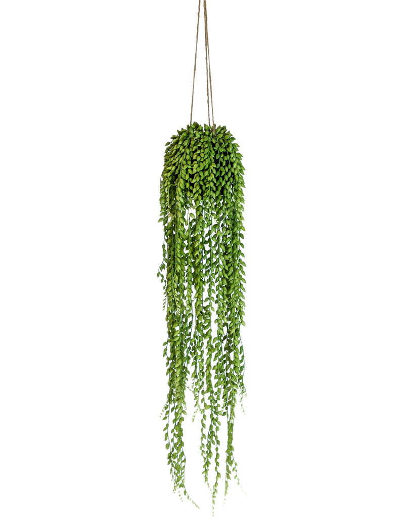 Ornamental Hanging String of Pearls Vine
