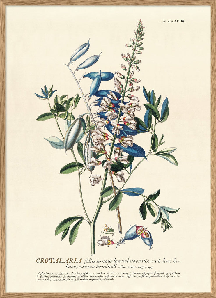 Crotalaria Print In Oak Frame