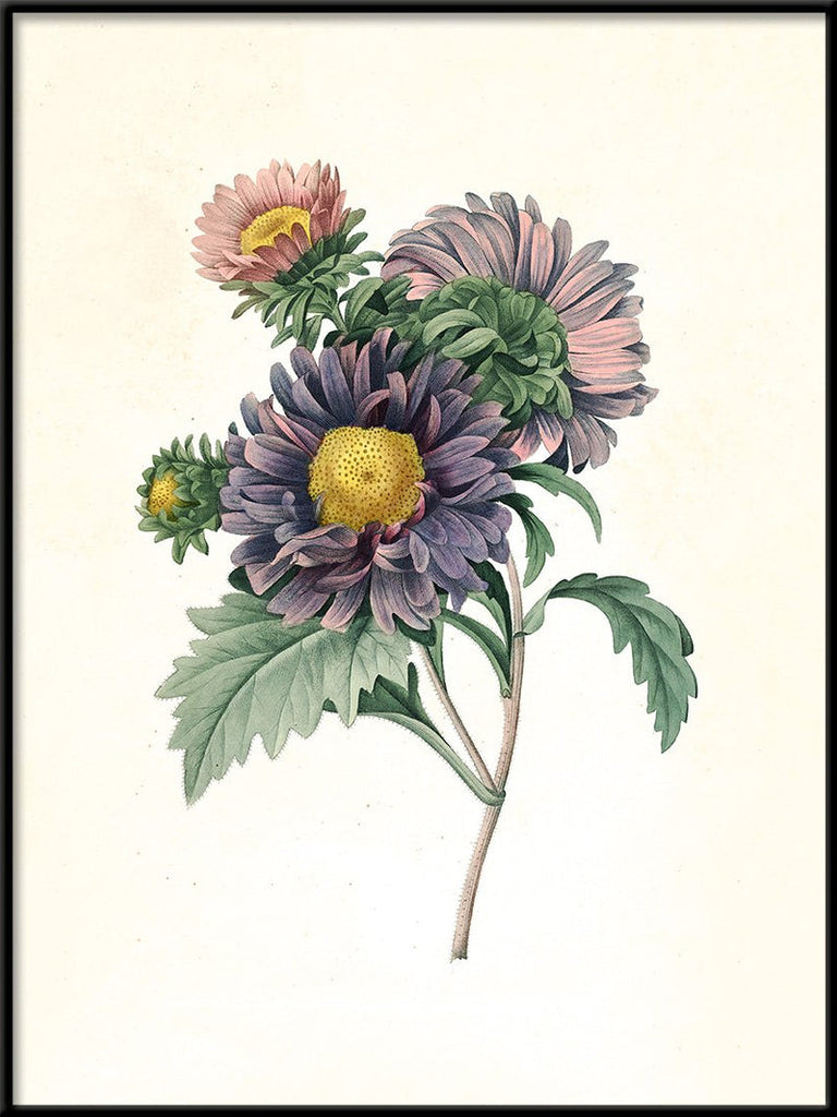 Aster Chinensis Botanical Print in Black Frame