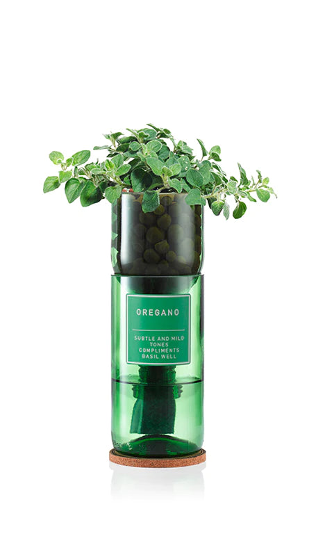 Oregano Hydro Herb