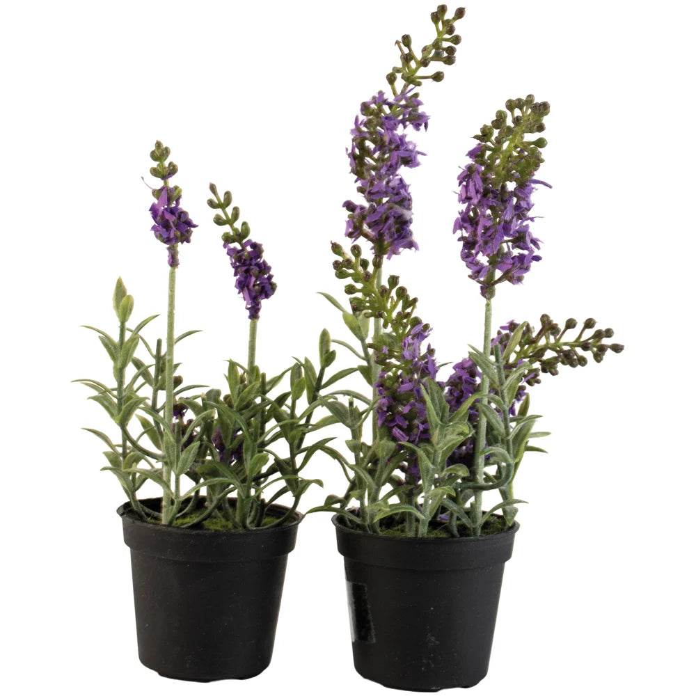 Mixed Lavender in Black Pot