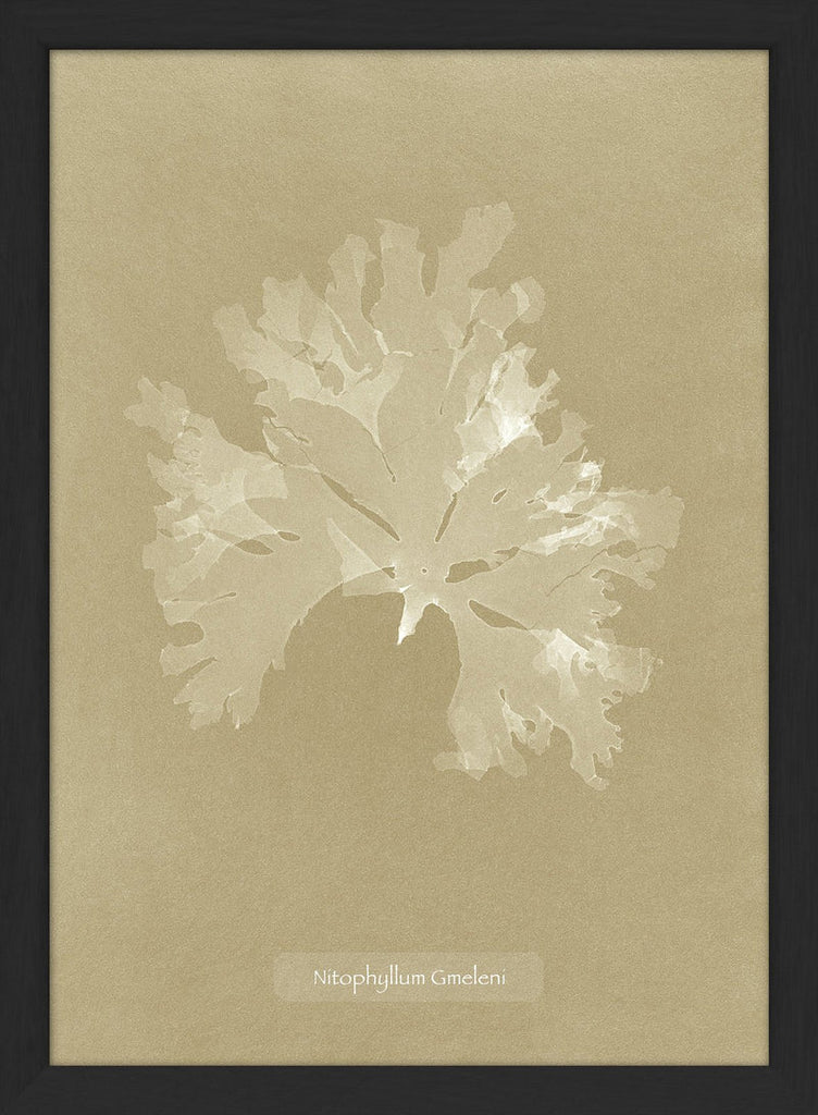 Algae Nitophyllum Print in Black Frame