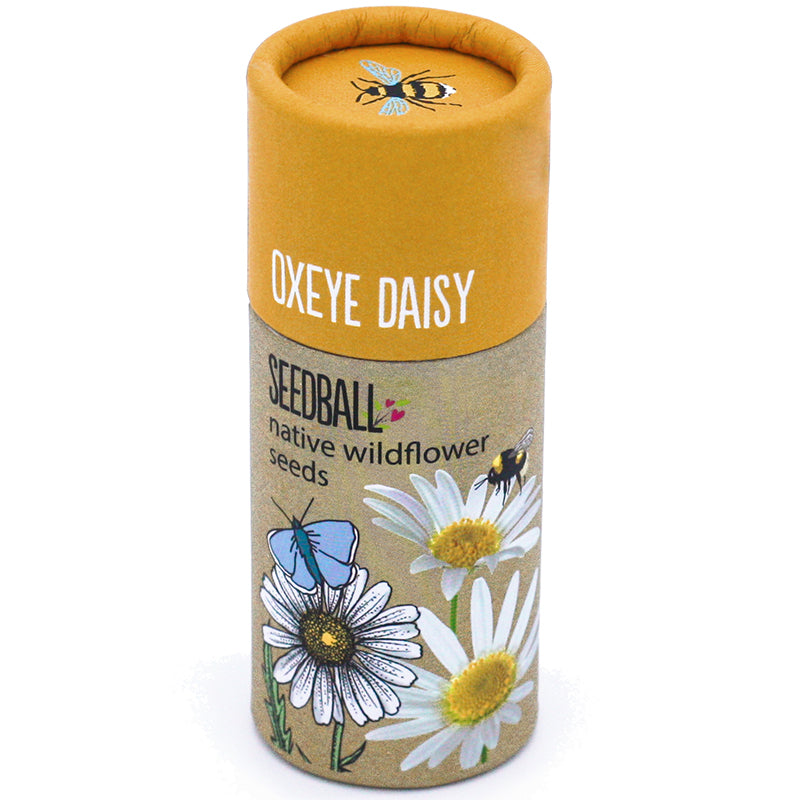 Seedball Wildflower Tube-Oxeye daisy-yellow