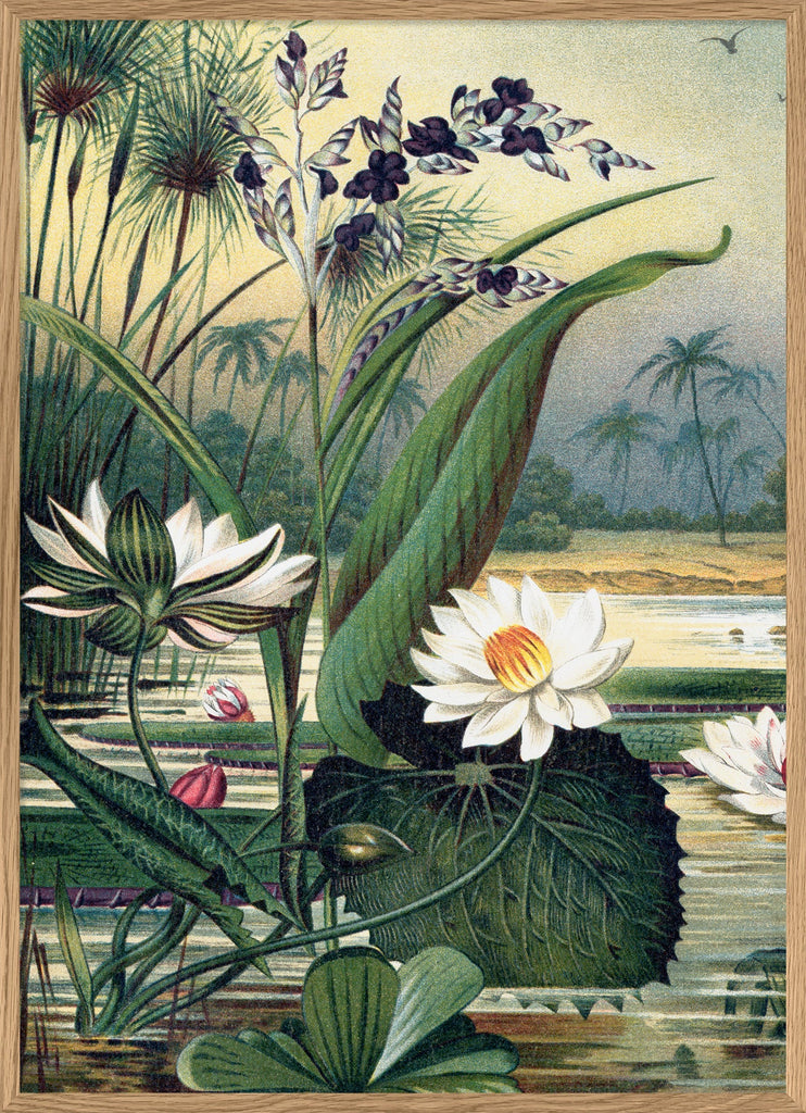 Water Plants Framed Art Print Oak 50x70 70x100 100x140