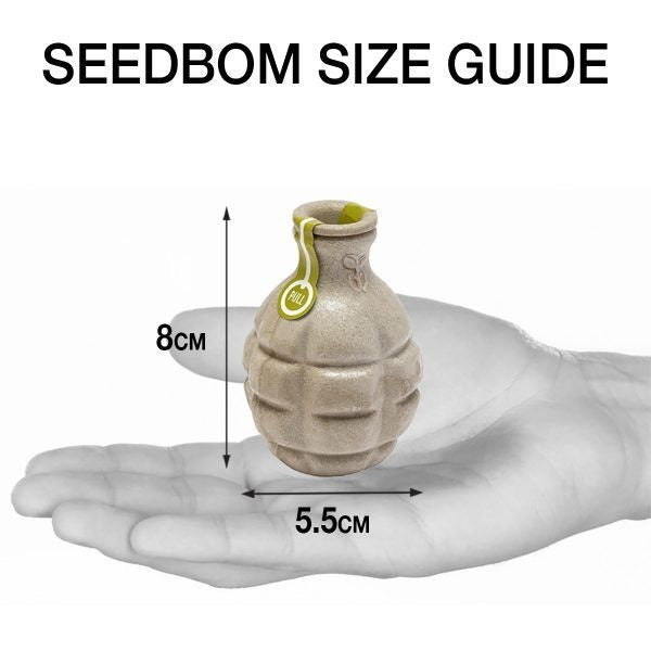 Seedbom Cornflower Power