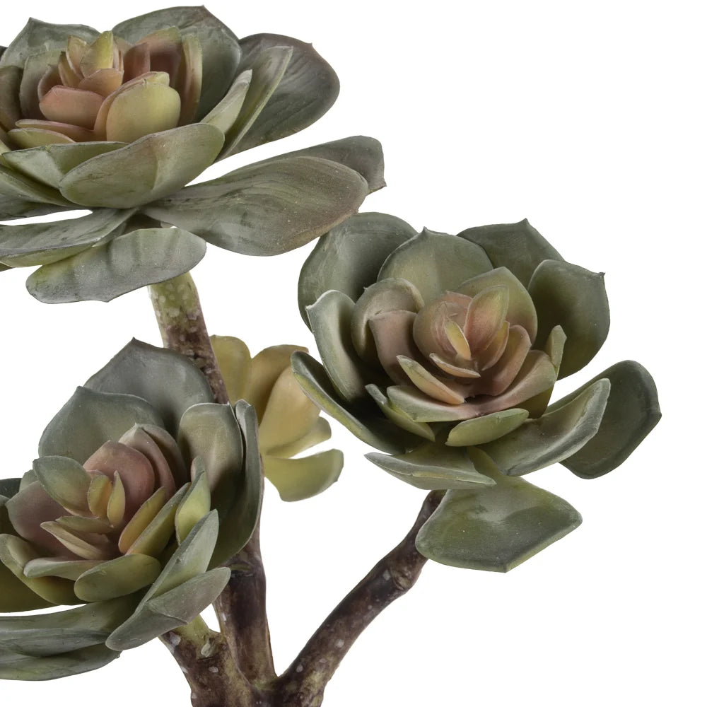 Imitation Irish Rose Succulent